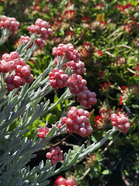 Helichrysum amorginum 'Red Jewel'